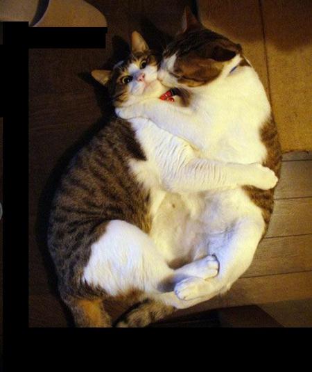 le baiser du KINGKAT